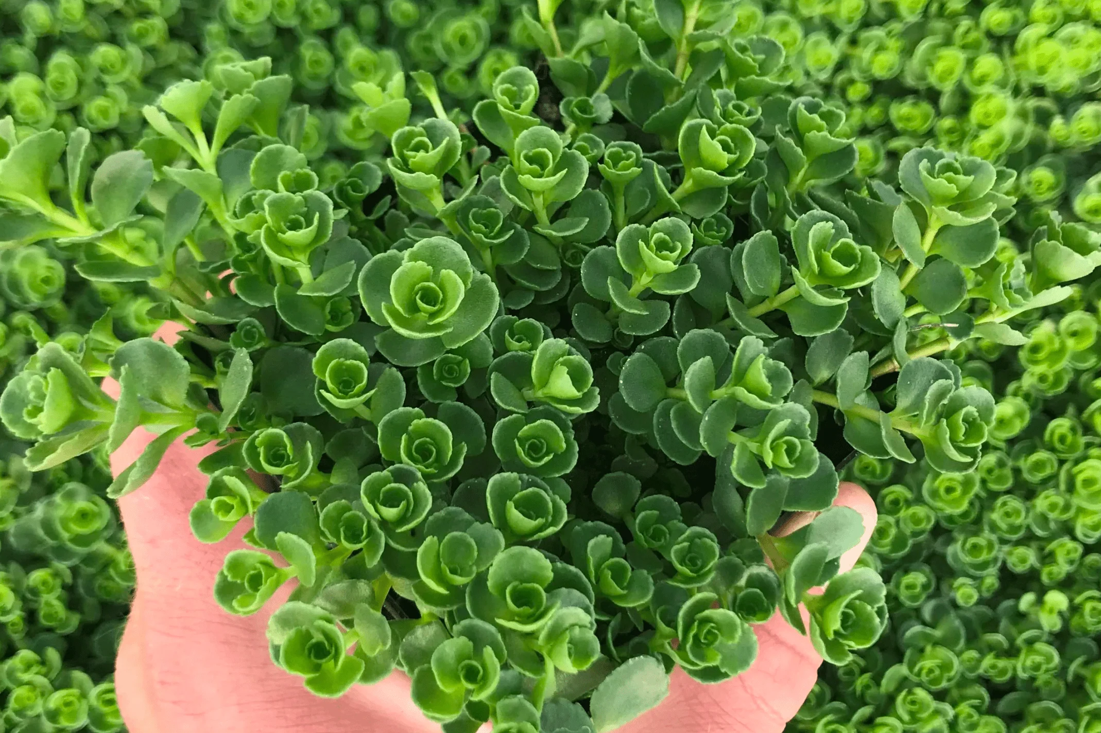 Sedum