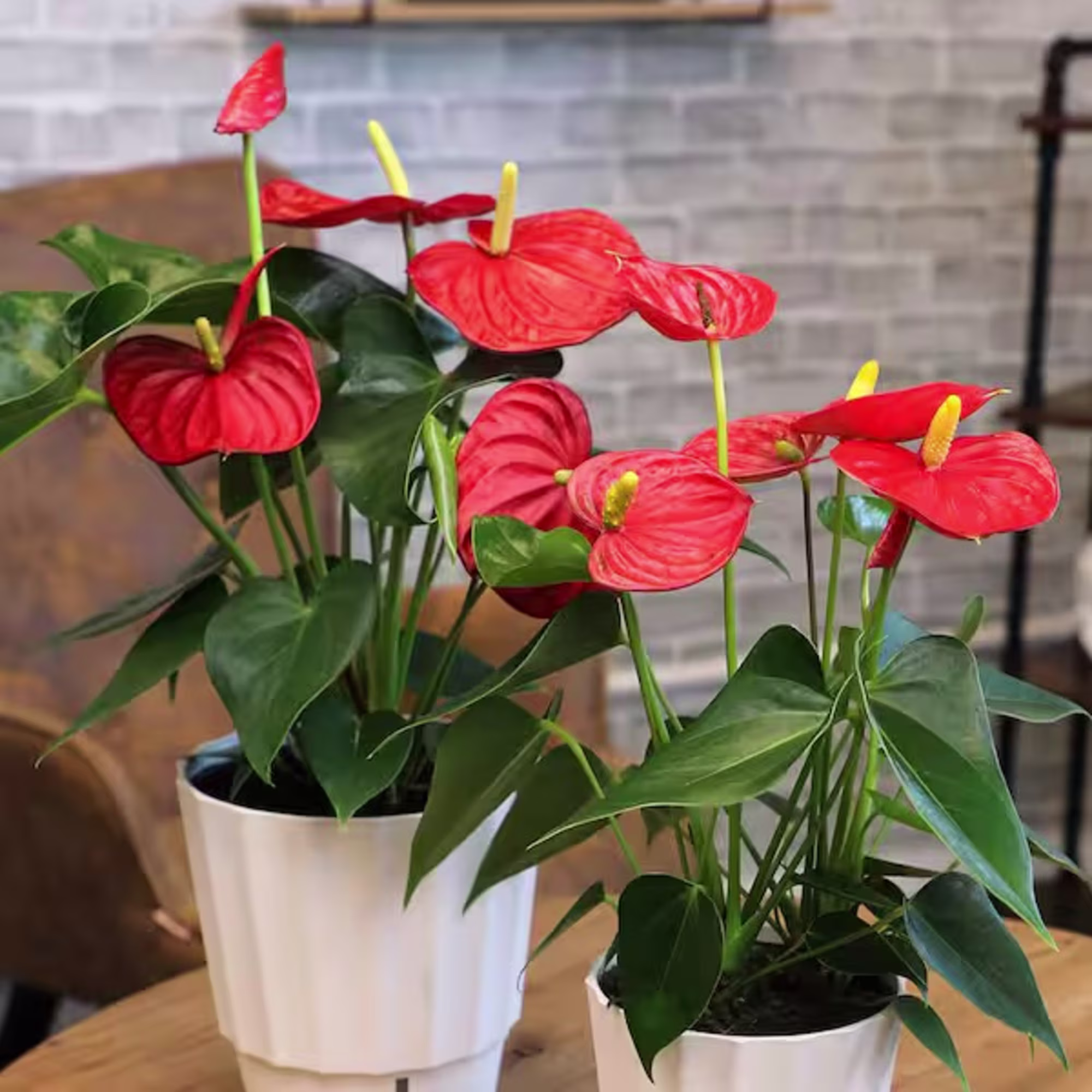 Anthurium