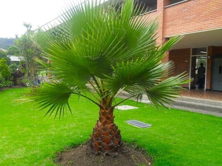 Palma Washingtonia