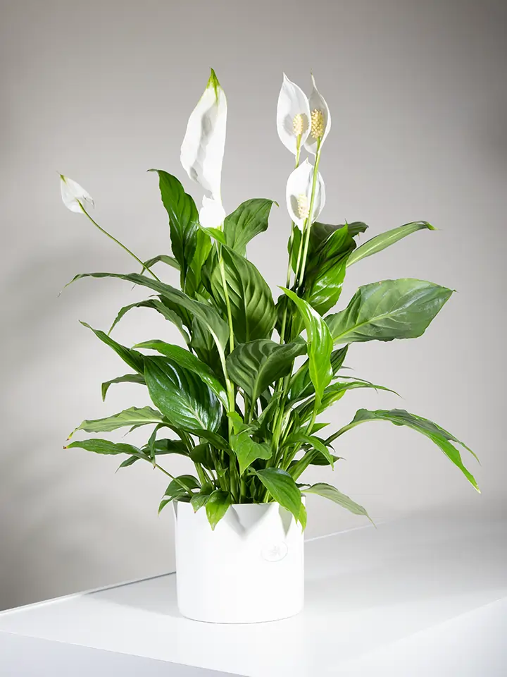 Spathiphyllum