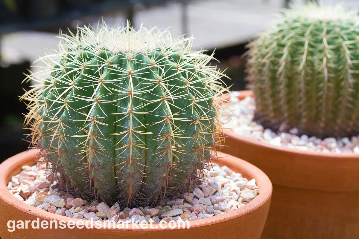 Echinocactus