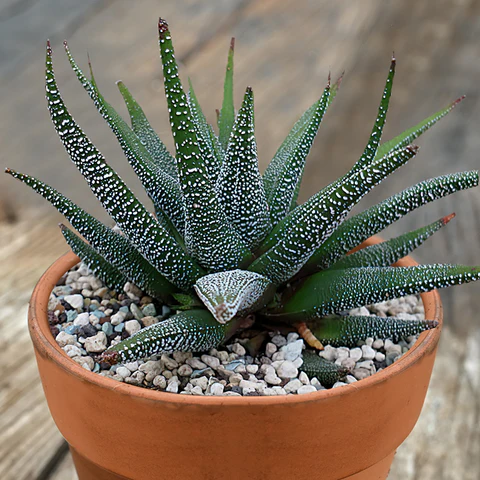 Haworthia