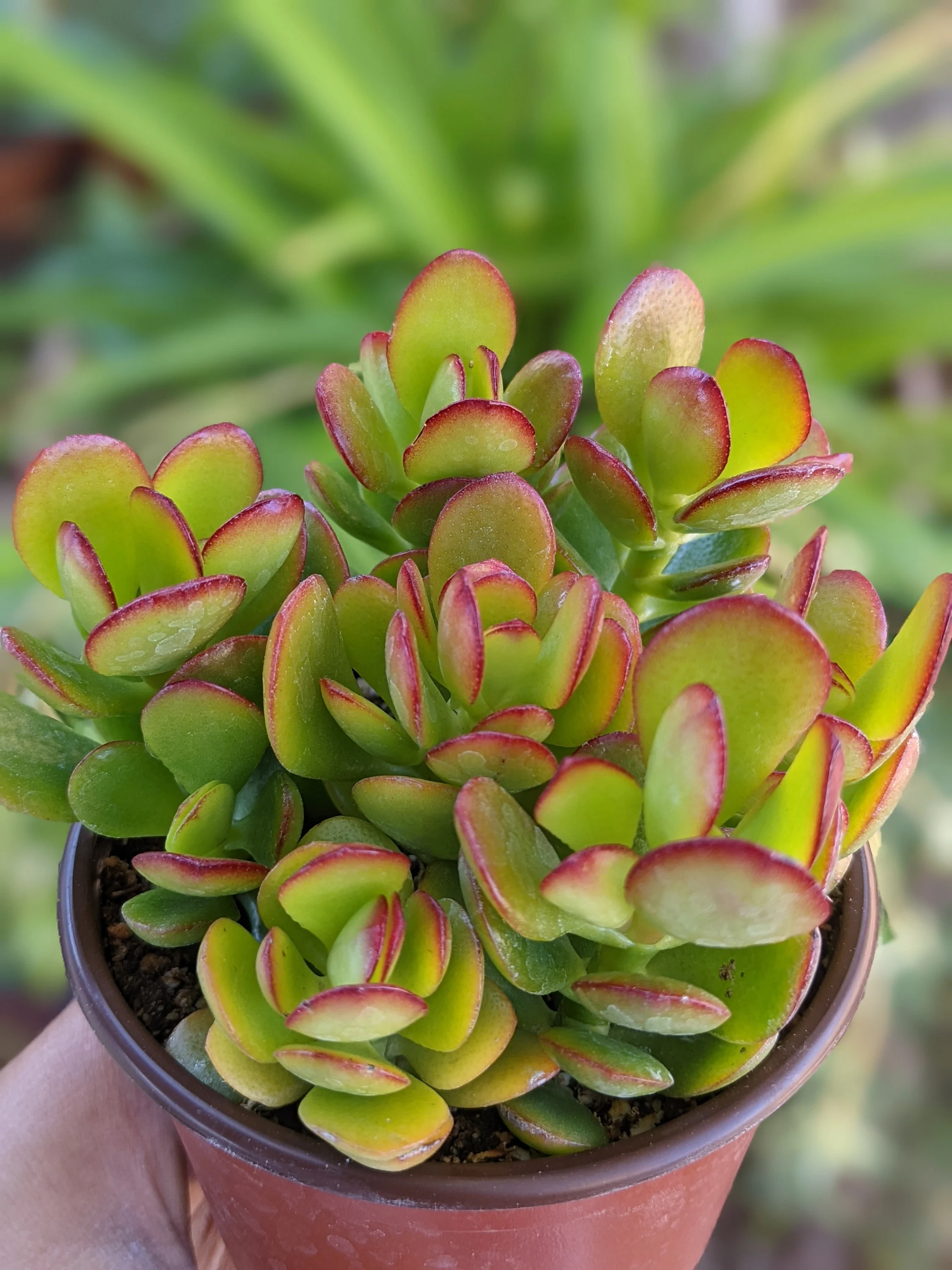 Crassula Ovata