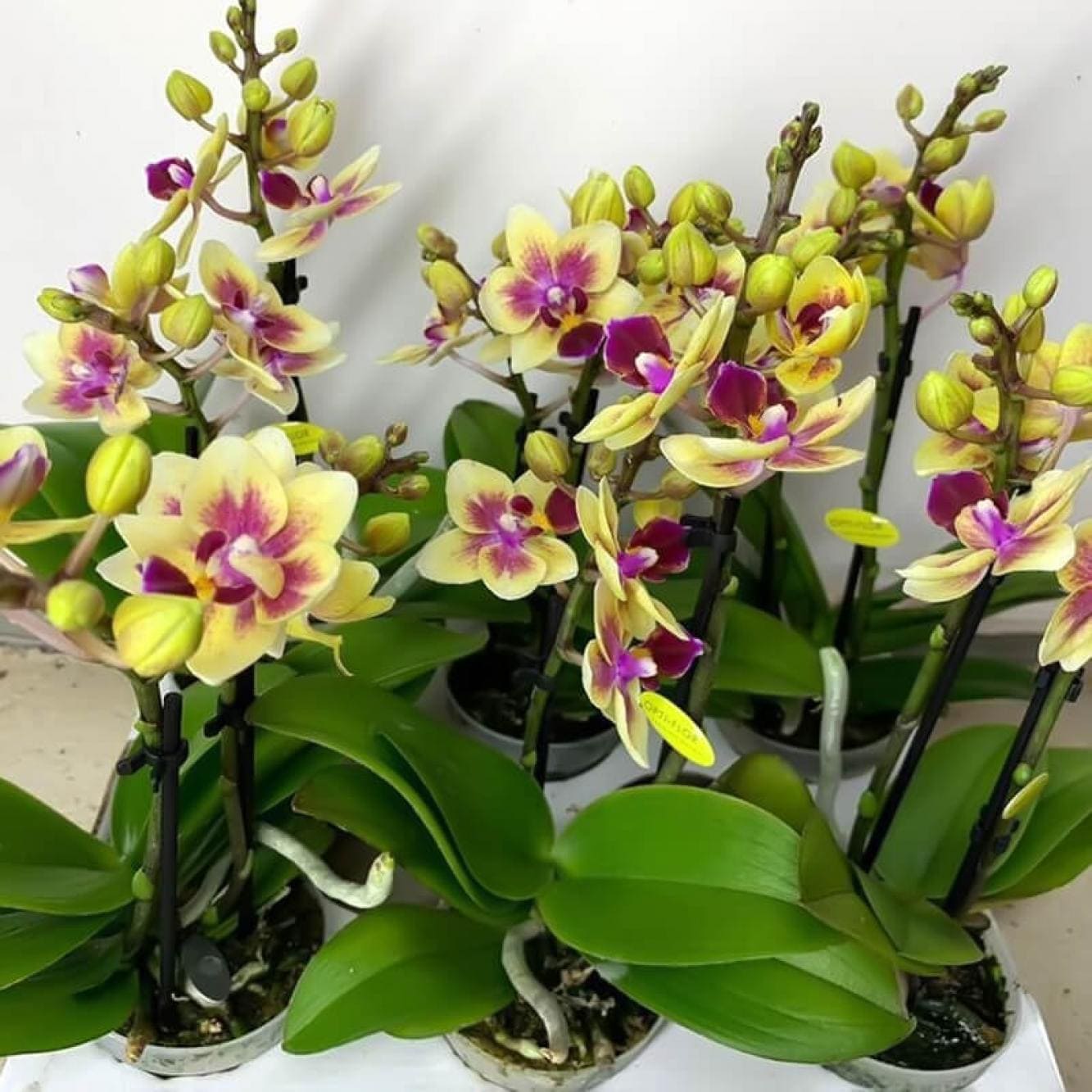 Orchidea Phalaenopsis