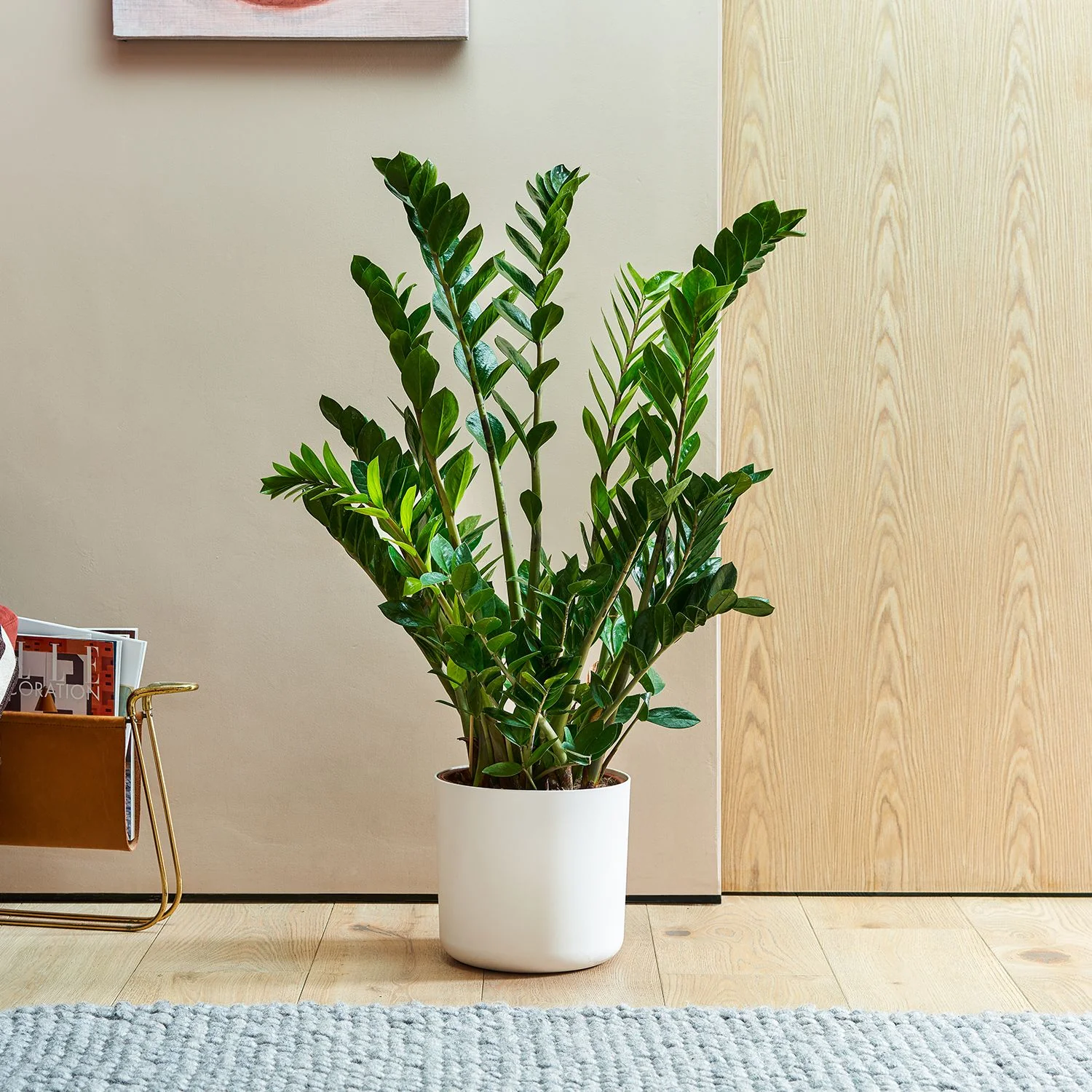 Zamioculcas